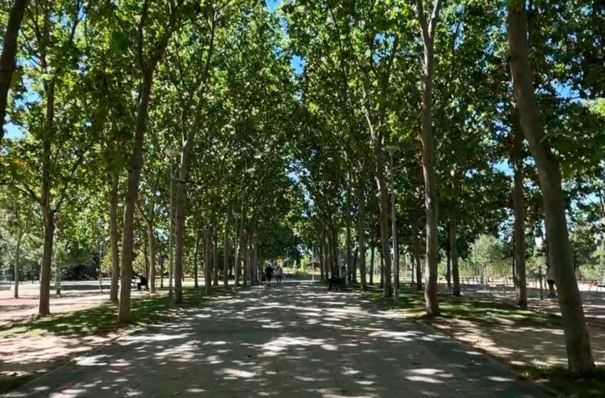 Paseo arbolado por donde discurrirá el acceso hacia la zona de conciertos de las Fiestas Populares 2026 de Torrejón de Ardoz